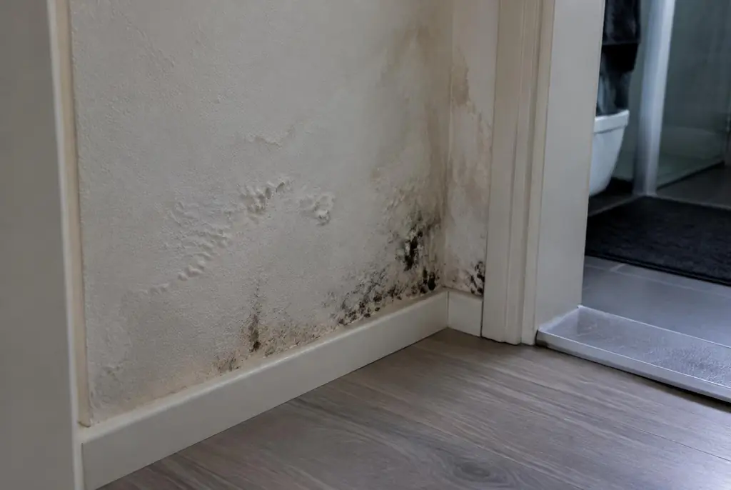 Lekdetectie Harskamp – vochtplek met schimmel op een muur